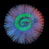 Ichnotaxa of Coral Bioeroders